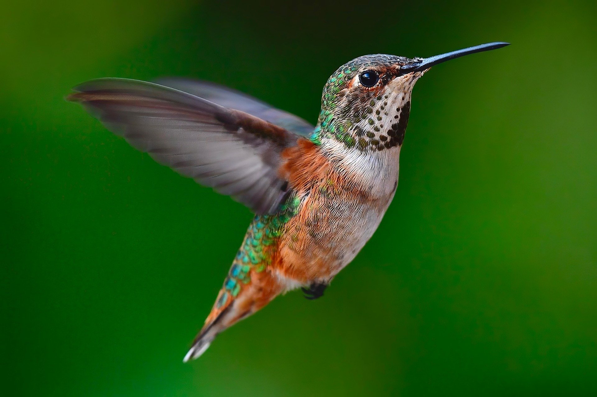 Maecenas ac lectus quis risus scelerisque laoreet convallis eu tortor