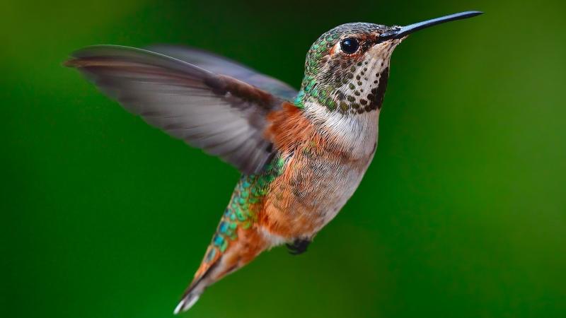 Maecenas ac lectus quis risus scelerisque laoreet convallis eu tortor