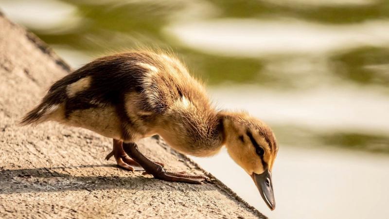 Artykuł z dowolnej kategorii przypisany czasowo do tej pozycji 2
